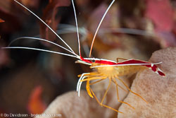 BD-130402-Tulamben-9129-Lysmata-amboinensis-(de-Man.-1888)-[Scarlet-cleaner-shrimp.-Putsarräka].jpg